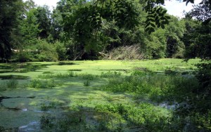 Elodea canadensis PLT 22-7-08 028a