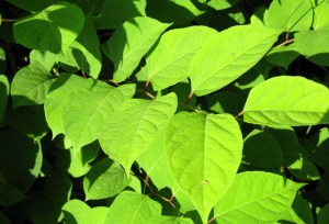 Reynoutria japonica 3-6-07 007