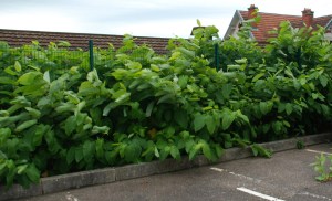 Reynoutria sachalinensis Laxou (4)